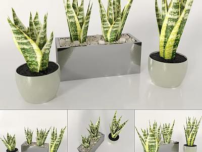 Decorative Ornament Set with Snake Plants in Silver Rectangular Planter and White Round Pots 3d model