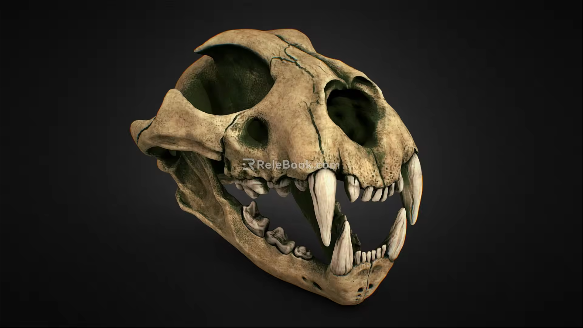 Modern Skull Leopard Skull 3d model