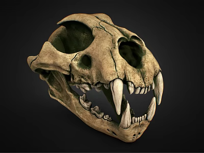 Advanced Medical Device Anatomical Human Skull Model For Educational Use 3d model