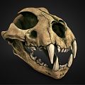 Modern Skull Leopard Skull 3d model