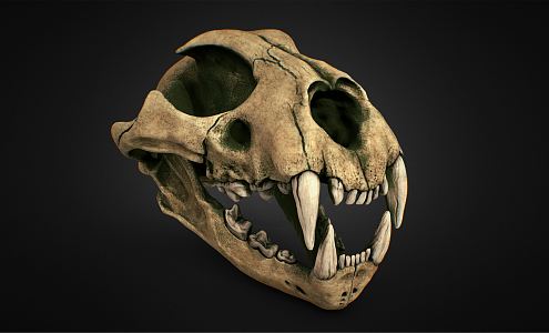 Modern Skull Leopard Skull 3d model