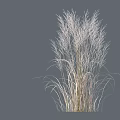 White and Light Colored Grass Plants with Various Clump and Slender Forms on Gray Background 3d model