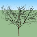 Two Large And Small Leafless Trees With Bare Branches On White Background 3d model
