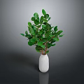 Fresh Green Leafy Plant in White Textured Vase on Gray Background