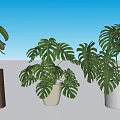 Various Indoor Bonsai Potted Plants With Leafy Green Species In White Pots And Wooden Stumps