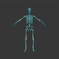 Detailed Human Skeleton Model Displaying Body Organs Structure On White Background