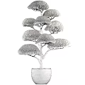 Artistic Bonsai Tree With Lush Green Foliage And Unique Trunk In Black Pot