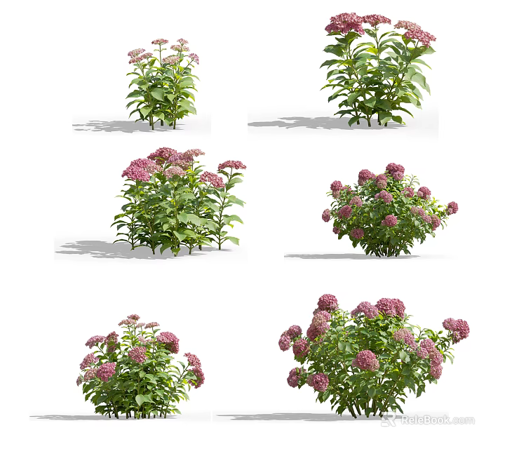 Beautiful Garden Plants With Pink Flower Clusters And Lush Green Foliage 3d model 