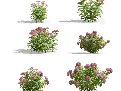 Beautiful Garden Plants With Pink Flower Clusters And Lush Green Foliage 3d model