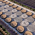 Decorative Stepping Stones Path With Circular Patterns And Lavender Plants