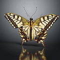 Vibrant Yellow Black Butterfly with Intricate Wing Patterns on Dark Background and Reflection 3d model