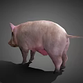 Realistic 3D Model of Standing Pink Pig with Natural Shadow on Gray Background