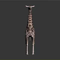 Realistic Standing Giraffe With Brown Spots On Gray Background