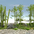Green Bamboo Plants With Tall Poles Lush Leaves Rocks And Pebble Ground