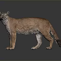 Realistic Cougar Standing on Shiny Surface with Gray Background and Reflection