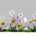 Beautiful Garden Flowers Dandelion Yellow Flowers And Purple Flowers With Green Grass And White Butterfly