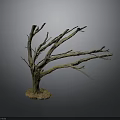 Bare Tree With Leafless Branches and Natural Soil Base Standing Against Dark Background