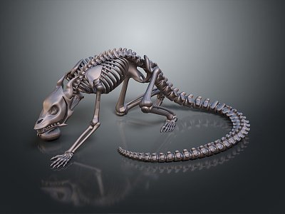 Modern Skeleton Animal Skeleton Animal Skeleton 3d model