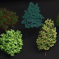 Various Types Of Plants Featuring Different Shapes Green Leaves And Red Fruits