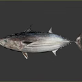 Fresh Silver Blue Tuna Fish with Shiny Scales and Streamlined Marine Body