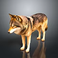 Realistic 3D Wolf Model in Standing Pose With Dark Background Reflection 3d model
