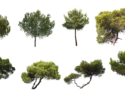 Various Green Foliage Trees With Diverse Trunk Shapes And Growth Forms 3d model