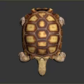 Turtle Cartoon Turtle Snapping Turtle Chickbill Turtle Reptile Cold Blooded Animal Reptile Class 3d model