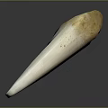 Human Tooth Closeup Showing White Enamel And Yellowish Root Structure 3d model