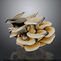 Fan Shaped Light Beige Mushrooms Clustered Together On Dark Surface With Shiny Reflection