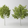 Two Green Trees With Lush Foliage And Slender Trunks On White Background 3d model