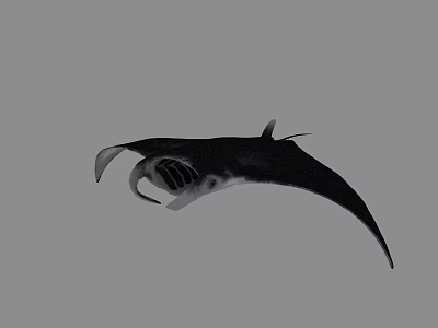 Graceful Black And White Manta Ray Swimming With Large Pectoral Fins In Ocean 3d model