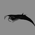 Graceful Black And White Manta Ray Swimming With Large Pectoral Fins In Ocean