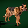 German Shepherd Portrait Standing in Side View With Brown and Black Coat Against Green Background