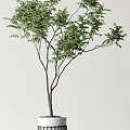 Indoor Bonsai Plants With Slender Trunks And Lush Green Leaves In White Cylindrical Pots