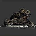 Spotted Toad With Rough Skin And Large Eyes On White Platform