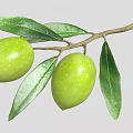 Fresh Green Olives Growing On Branch With Healthy Green Leaves