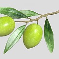 Modern olive fruit food 3d model