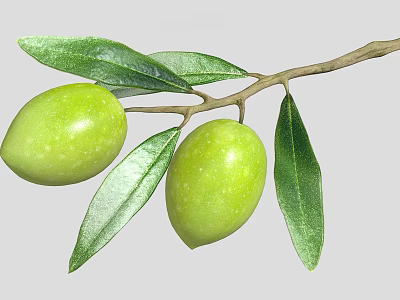 Fresh Green Olives Growing On Branch With Healthy Green Leaves 3d model