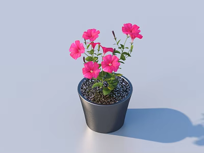 Blooming Pink Flower Plant With Green Leaves In Black Pot On Light Surface 3d model