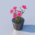 Blooming Pink Flower Plant With Green Leaves In Black Pot On Light Surface