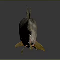 Realistic Silver Fish with Red Yellow Fins on Gray Background and Reflection