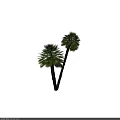 Two Green Palm Trees With Lush Fronds And Brown Trunks In Dark Setting
