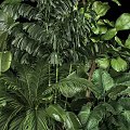 Lush Bonsai Plant Collection With Various Green Leaves And Decorative Pot