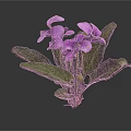 Vibrant Plant With Green Leaves And Stunning Purple Flowers In Bloom