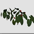 Tropical Indoor Plants With Large Green Leaves And Red Flowers For Home Decor