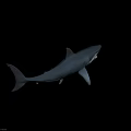 shark fish marine animal marine life great white shark whale shark hammerhead shark dolphin red tail shark tiger shark whale 3d model
