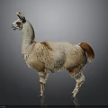 Cute Llama With Light Brown And White Fur Standing On Gray Background