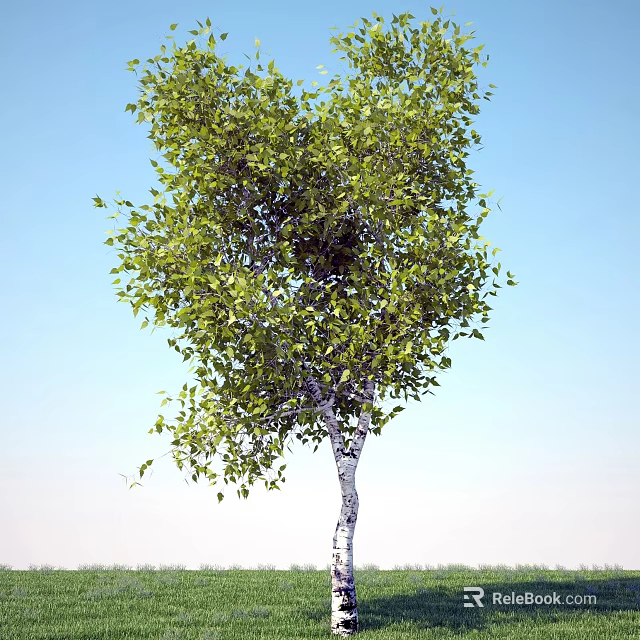 Tall Tree with White Trunk and Green Leaves Against Clear Blue Sky 3d model 