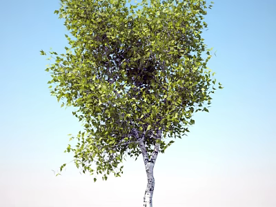 Tall Tree with White Trunk and Green Leaves Against Clear Blue Sky 3d model