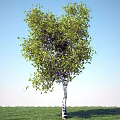 Tree 3d model